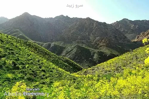 سرو زیبد